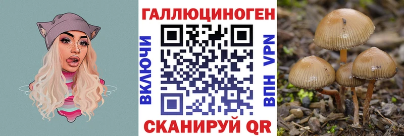 как найти наркотики  кракен как войти  Галлюциногенные грибы Cubensis  Циолковский 